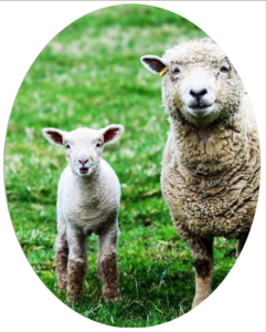 Lamb Waiting List